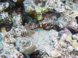 68 Yellowtail Coris Juvenile IMG 2397